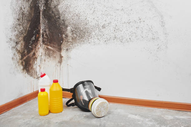 Best Mold Remediation Services  in Albert Lea, MN