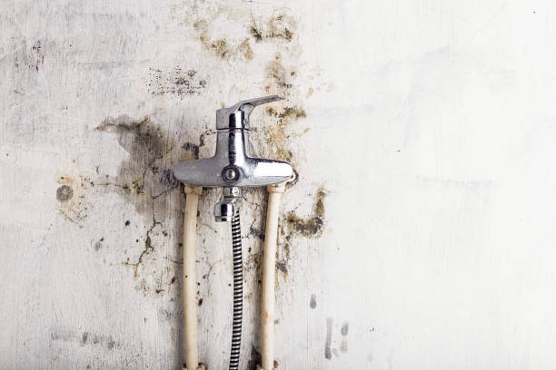 Best Certified Mold Removal  in Albert Lea, MN