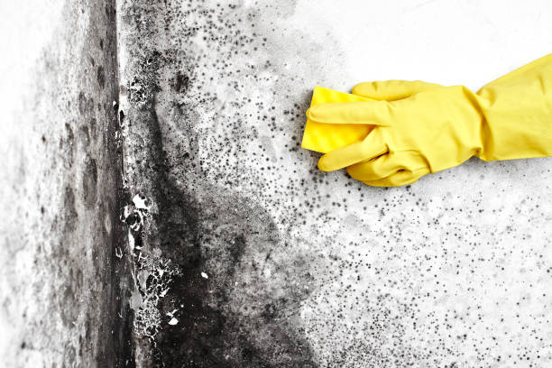 Certified Mold Removal in Albert Lea, MN