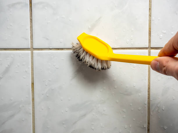 Best Office Mold Removal Services  in Albert Lea, MN