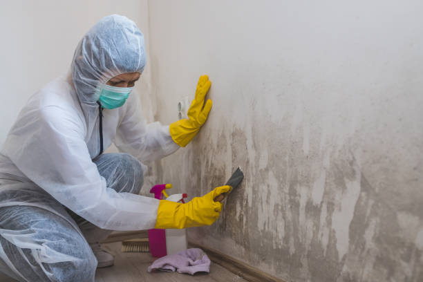 Best Attic Mold Removal  in Albert Lea, MN