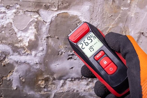 Best Black Mold Removal  in Albert Lea, MN
