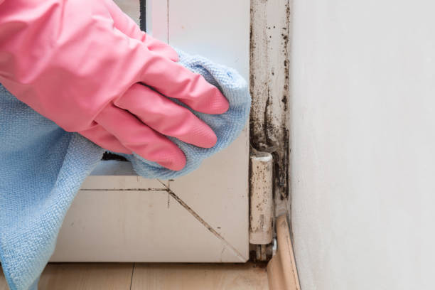 Best Crawl Space Mold Removal  in Albert Lea, MN
